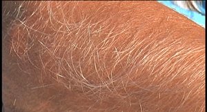 Hairy Arms invite you to explore free photos featuring Lori Anderson xxx gallery 148482